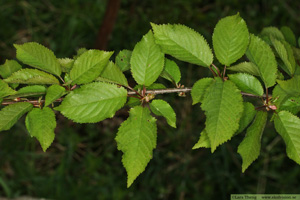 Sötkörsbär, Prunus avium